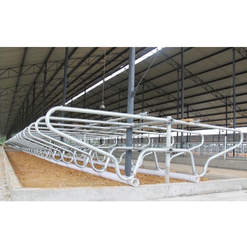 Cattle Free Stall-89