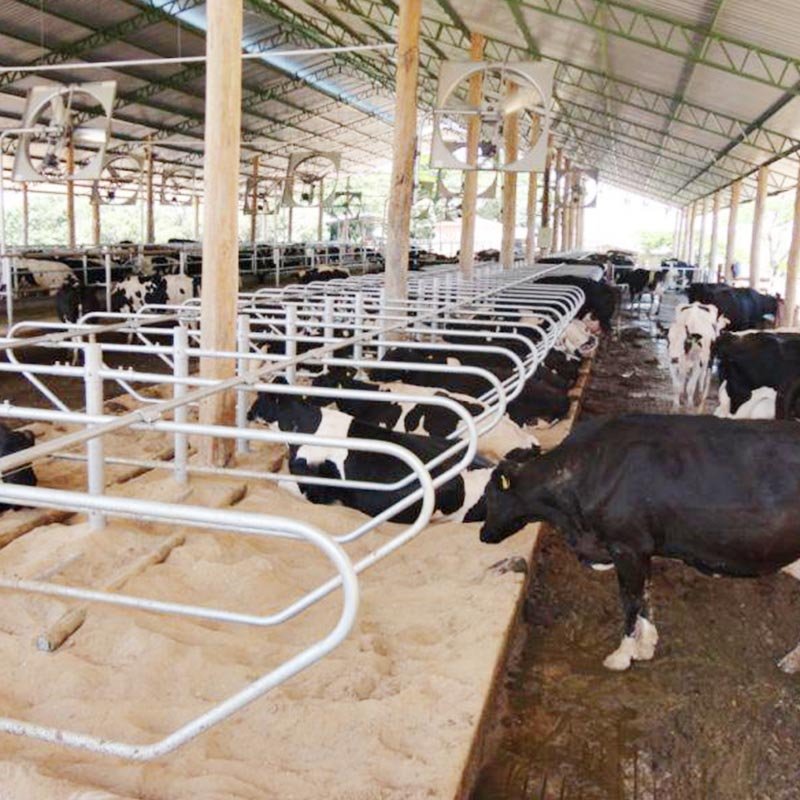 Cattle Free Stall-96