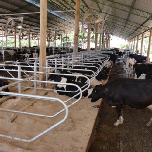 Cattle Free Stall