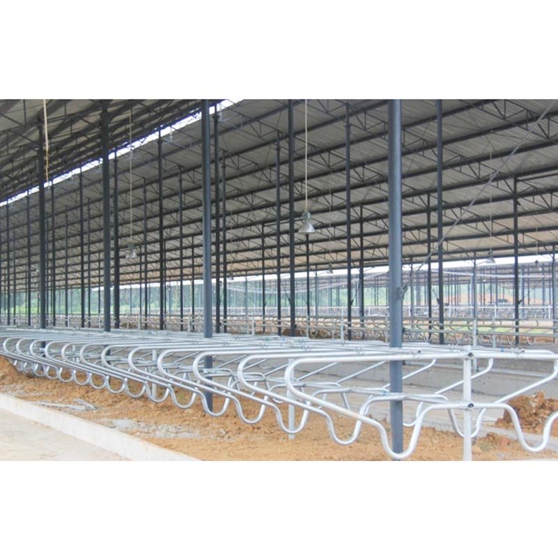 Cattle Free Stall-328